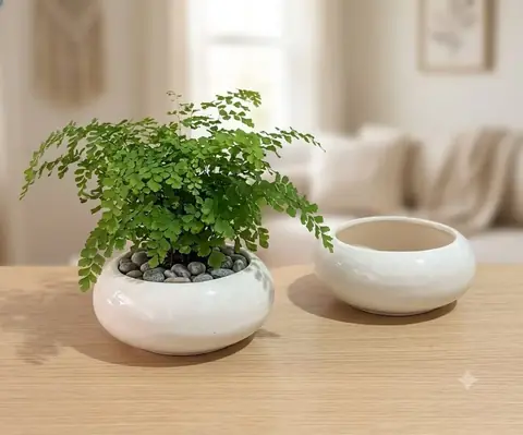 White pot — HV-WHT-002, H 5 × D 11.5 cm
