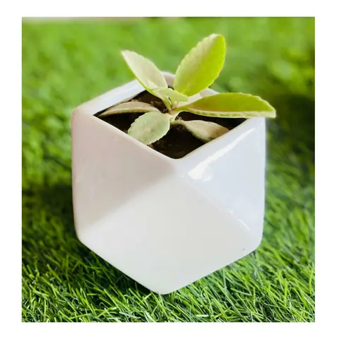 Geometric Pot, White pot — HV-WHT-012, H 10 × D 10 cm