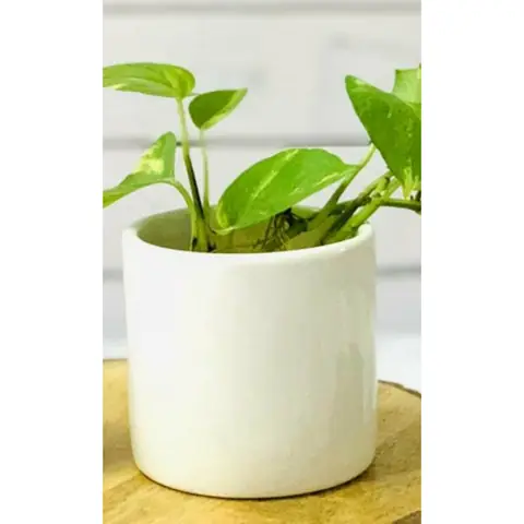 Big Pipe, White pot — HV-WHT-016, H 12.5 × D 12.5 cm
