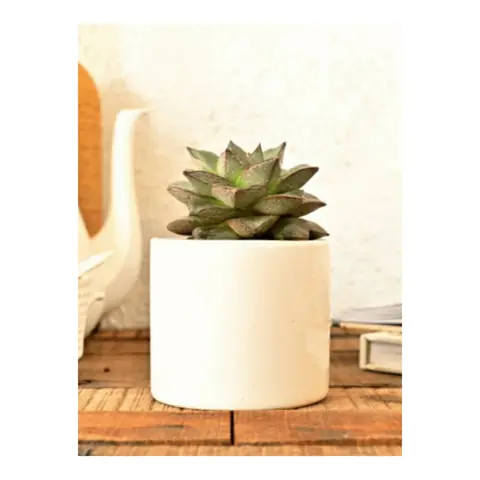 Small Pipe, White pot — HV-WHT-017, H 10 × D 10 cm