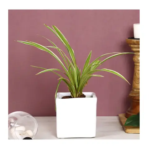 Medium Square Pot, White pot — HV-WHT-024, H 10 × D 10 cm