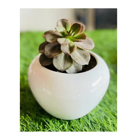 Small Apple, White pot — HV-WHT-028, H 7.5 × D 7.5 cm