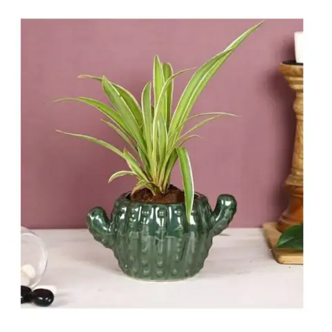 Small Cactus, Zimmerpflanzentopf — HV-IND-188, H 10 × D 12,5 cm