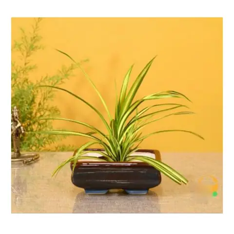 Medium Bonsai, Bonsai planter — HV-BON-033, H 7.5 × D 15 cm