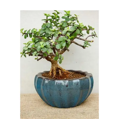 Harla Gurrari, Bonsai planter — HV-BON-034, H 7.5 × D 15 cm
